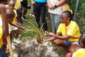 Revival of Seychellois tradition: Little Explorers Club plants vacoa trees