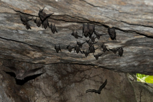 World's rarest bat: Seychelles' critically endangered sheath-tailed bat found in 4 more locations