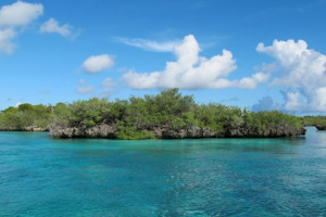4 species of the Aldabra Atoll – a UNESCO World Heritage Site in Seychelles