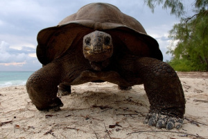 Seychelles' endemic species: 7 Aldabra giant tortoises found dead in Devon, UK