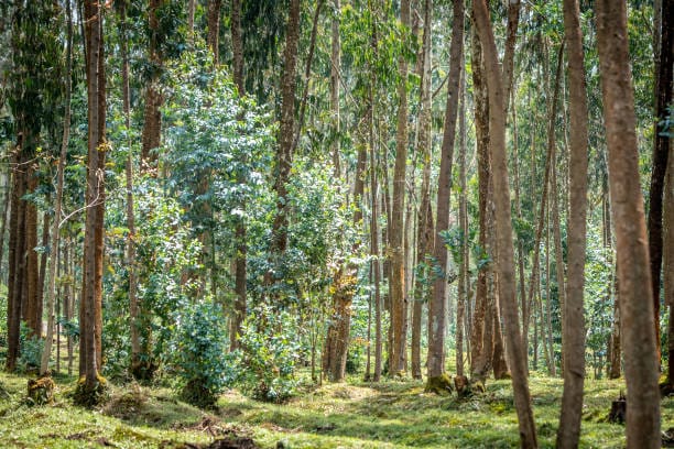 Rwanda's Parliament Passes Bill to Tighten Tree-Cutting Regulations